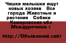   Чишки-малышки ищут новых хозяев - Все города Животные и растения » Собаки   . Кемеровская обл.,Междуреченск г.